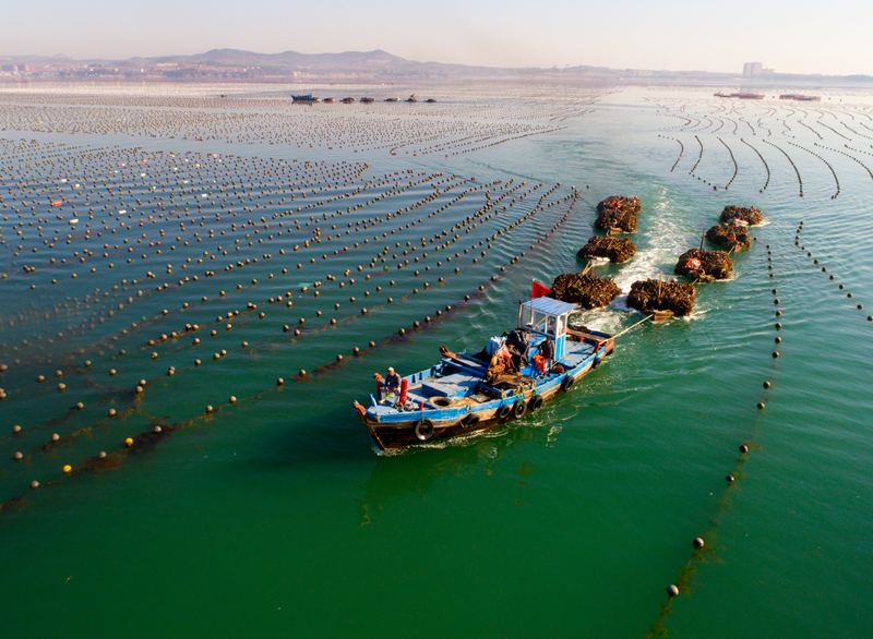 爱伦湾海洋牧场。受访者供图
